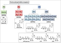 Purine and pyrimidine receptors