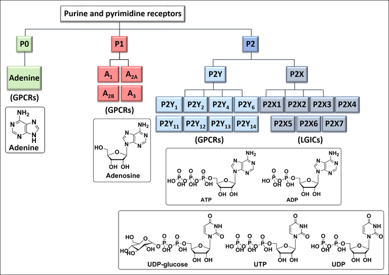 Purine and pyrimidine receptors Purine and pyrimidine receptors
