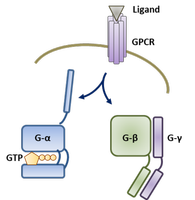 GP_website.png GP_website.png